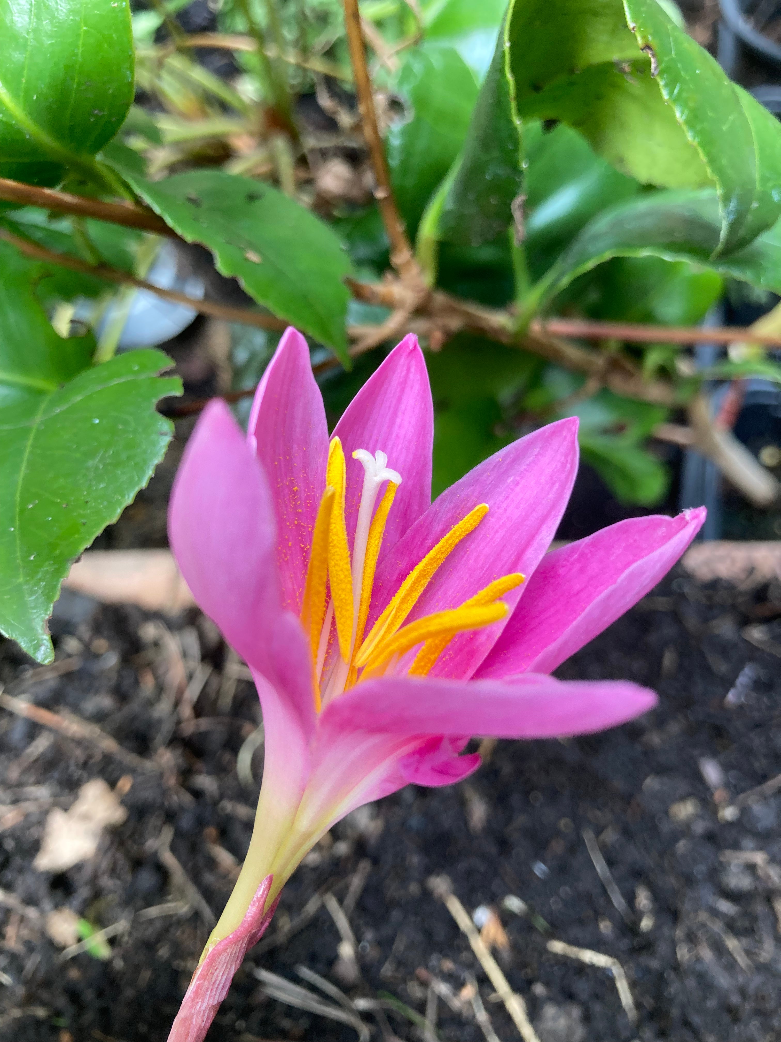 20 x Habranthus robustus (Pink Rain Lily) (Bulbs) (Free UK postage)