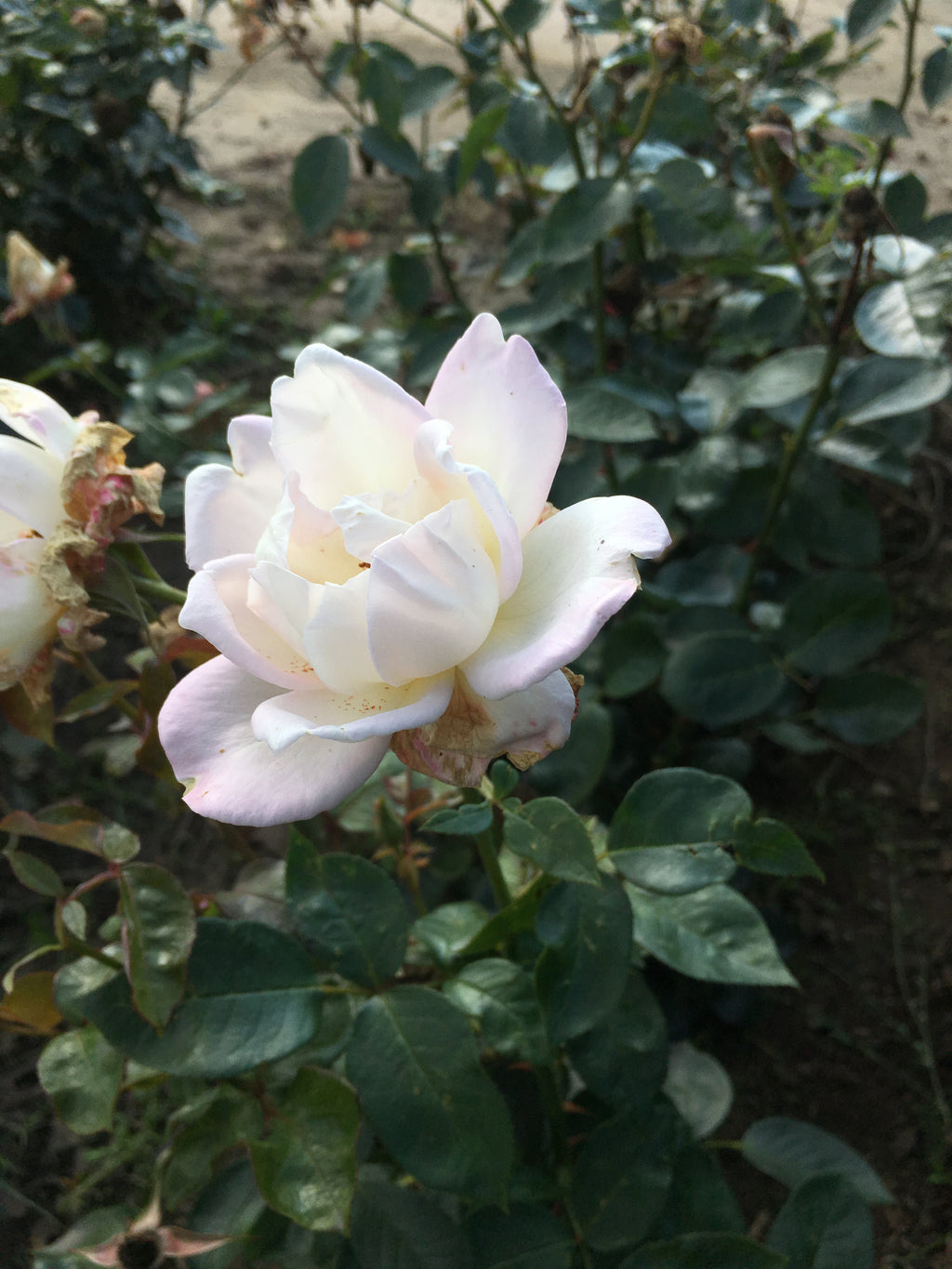 Creamy White 'Silver Wedding' Hybrid T Rose (Containerised 2 Litre Pot) Free UK Postage