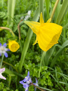 Narcissus 'Golden Bells' Bulbs (Free UK Postage)