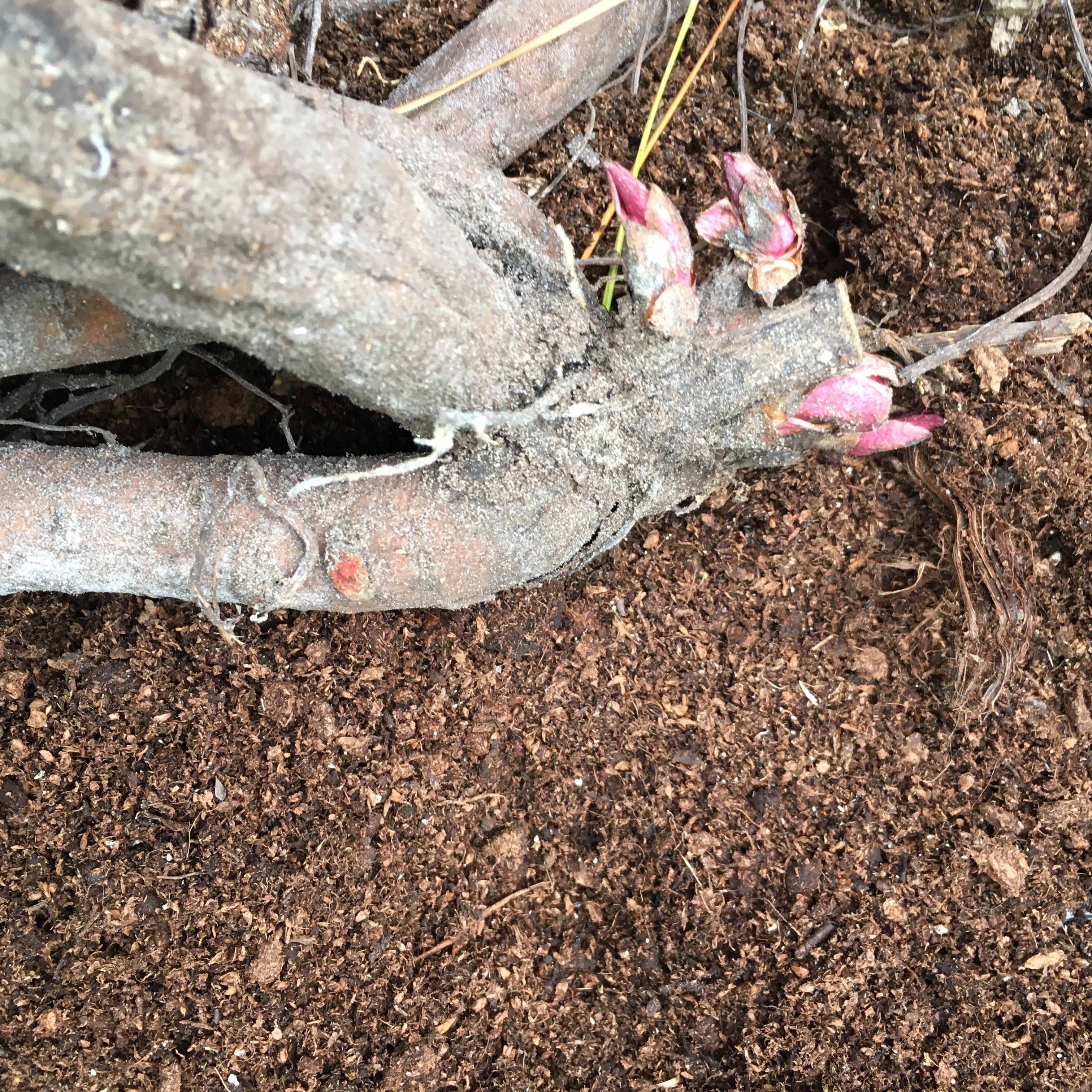 Three Beautiful Pink Peony 'Lady Liberty' (Budding Sections of Root) UK Free Postage