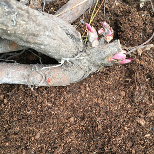 Three Beautiful Pink Peony 'Lady Liberty' (Budding Sections of Root) UK Free Postage