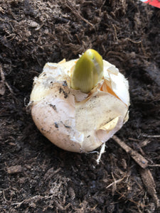 White Allium 'Mount Everest' Bulbs To Plant Yourself (Free UK Postage)