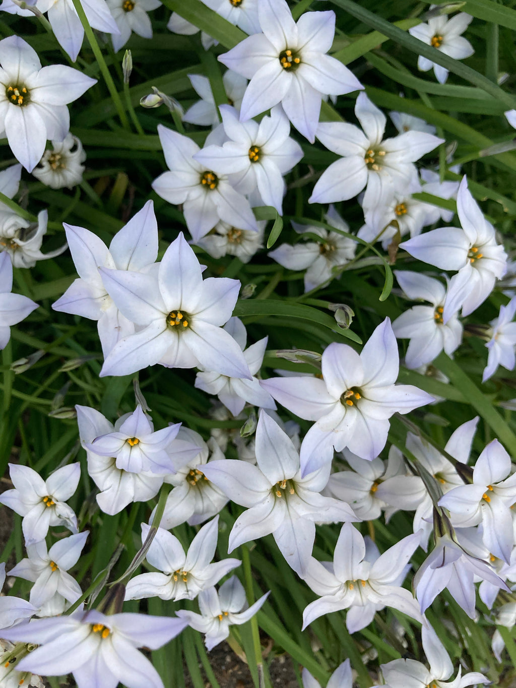 Ipheion uniflorum Bulbs (Spring Starflower) Free UK Postage