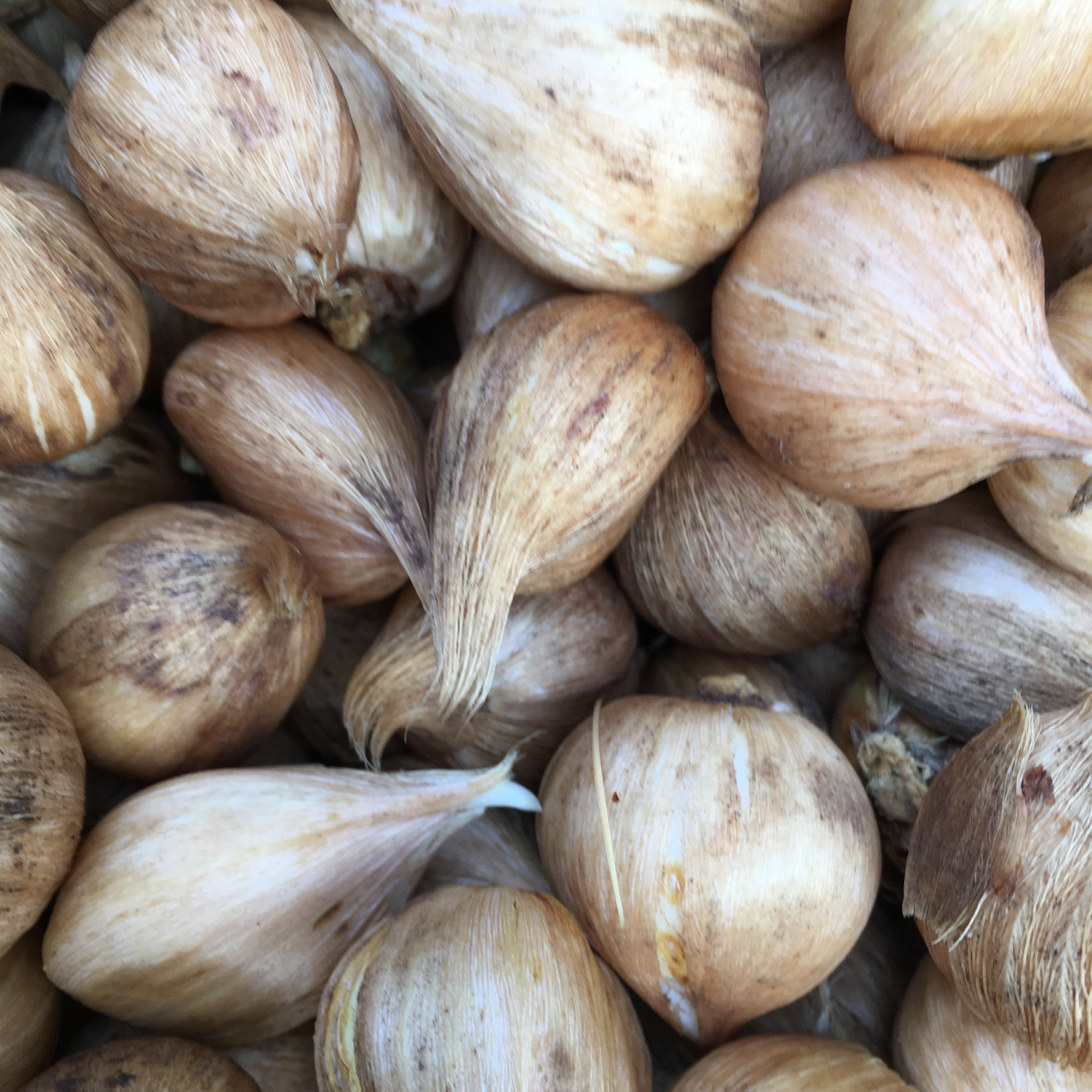 Dutch Iris 'White van Vliet' Bulbs (Free Postage UK)