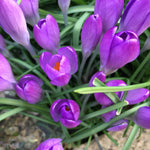 Purple Crocus Bulbs (Free UK Postage)