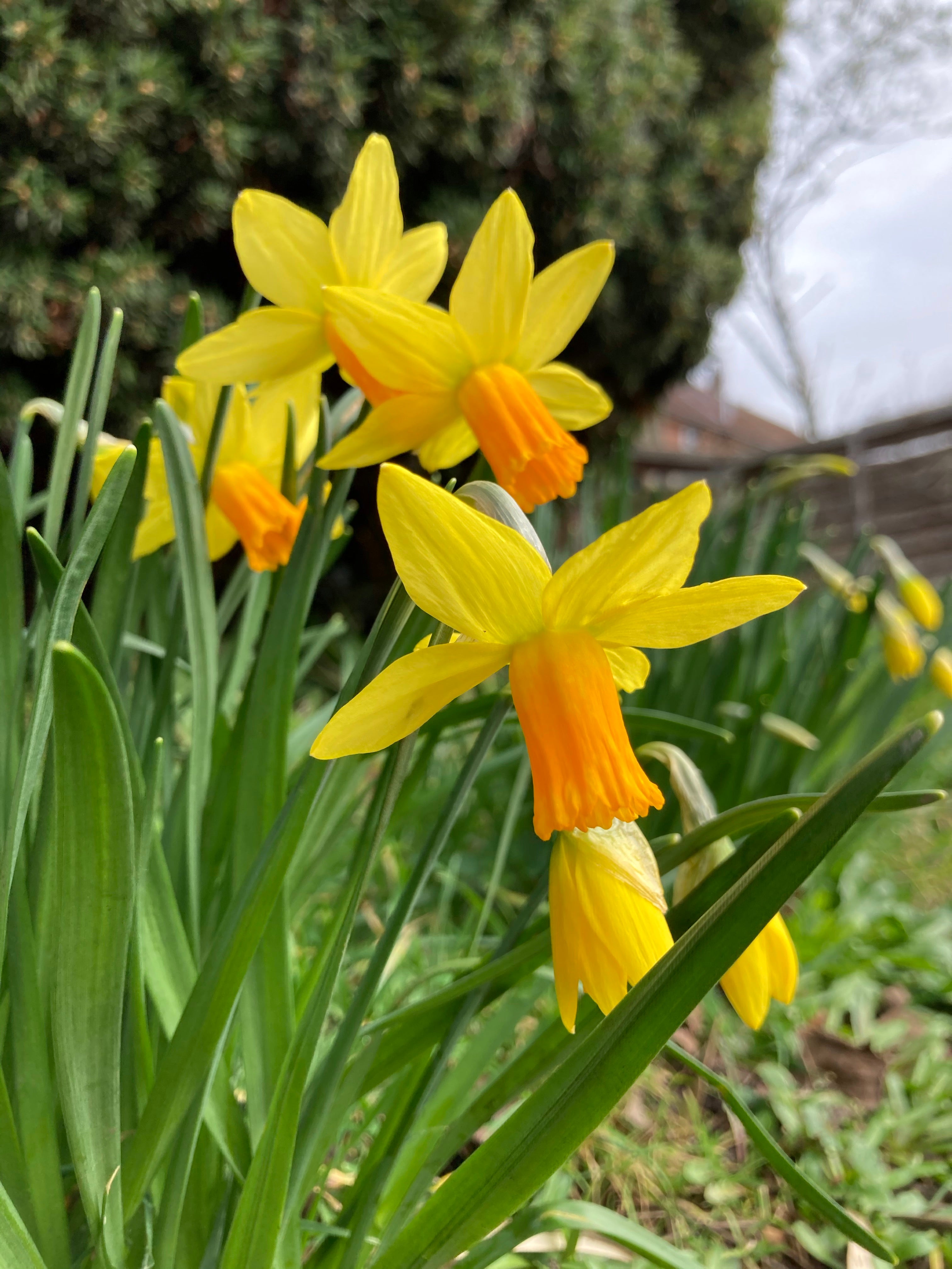 Eye-Catching Small Narcissus 'Jetfire' Bulbs (Free UK Postage)