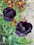 Black ‘Queen Of The Night’ Tulip (Bulbs) Free UK Postage