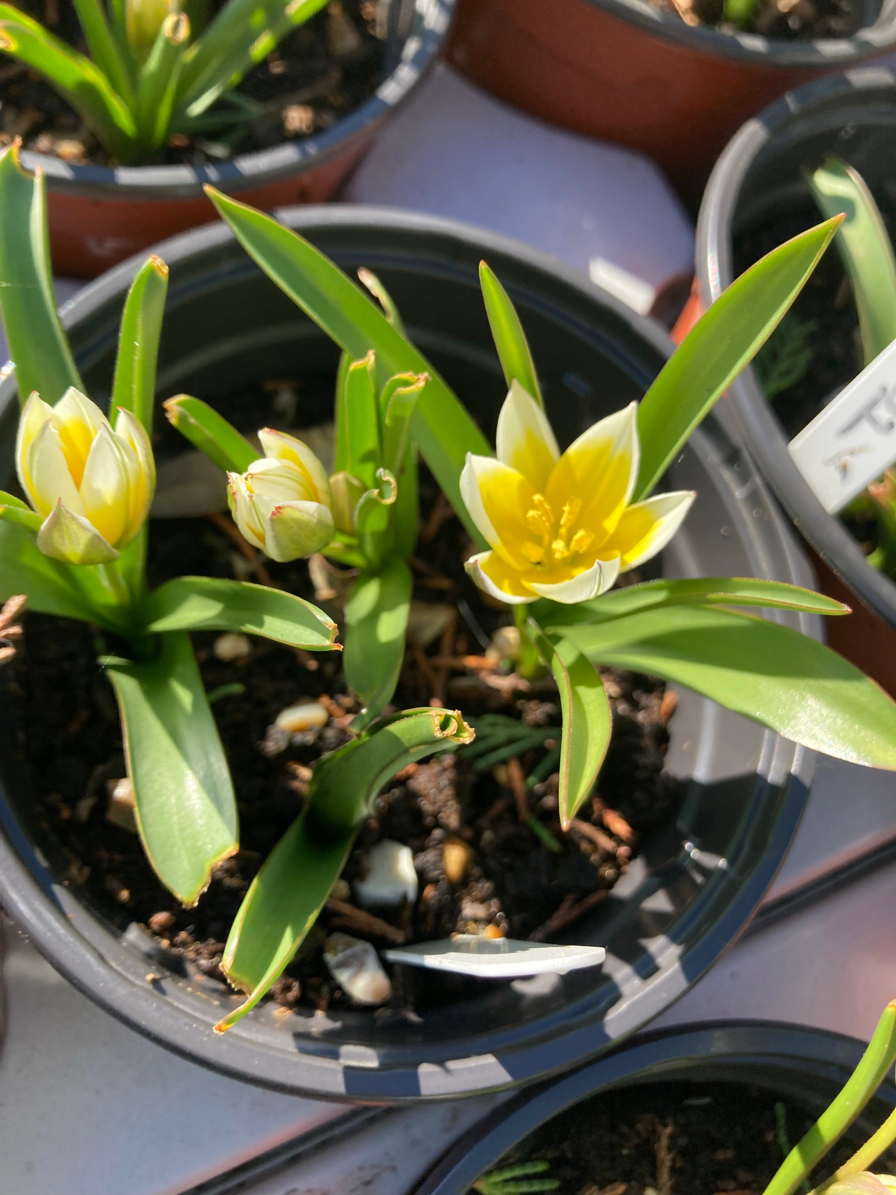 Late-Flowering Tulipa urumiensis or 'Tulip tarda' (Bulbs) Free UK Postage