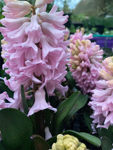 Five Pink Hyacinth Bulbs (Easy To Grow) Variety (Free UK Postage)