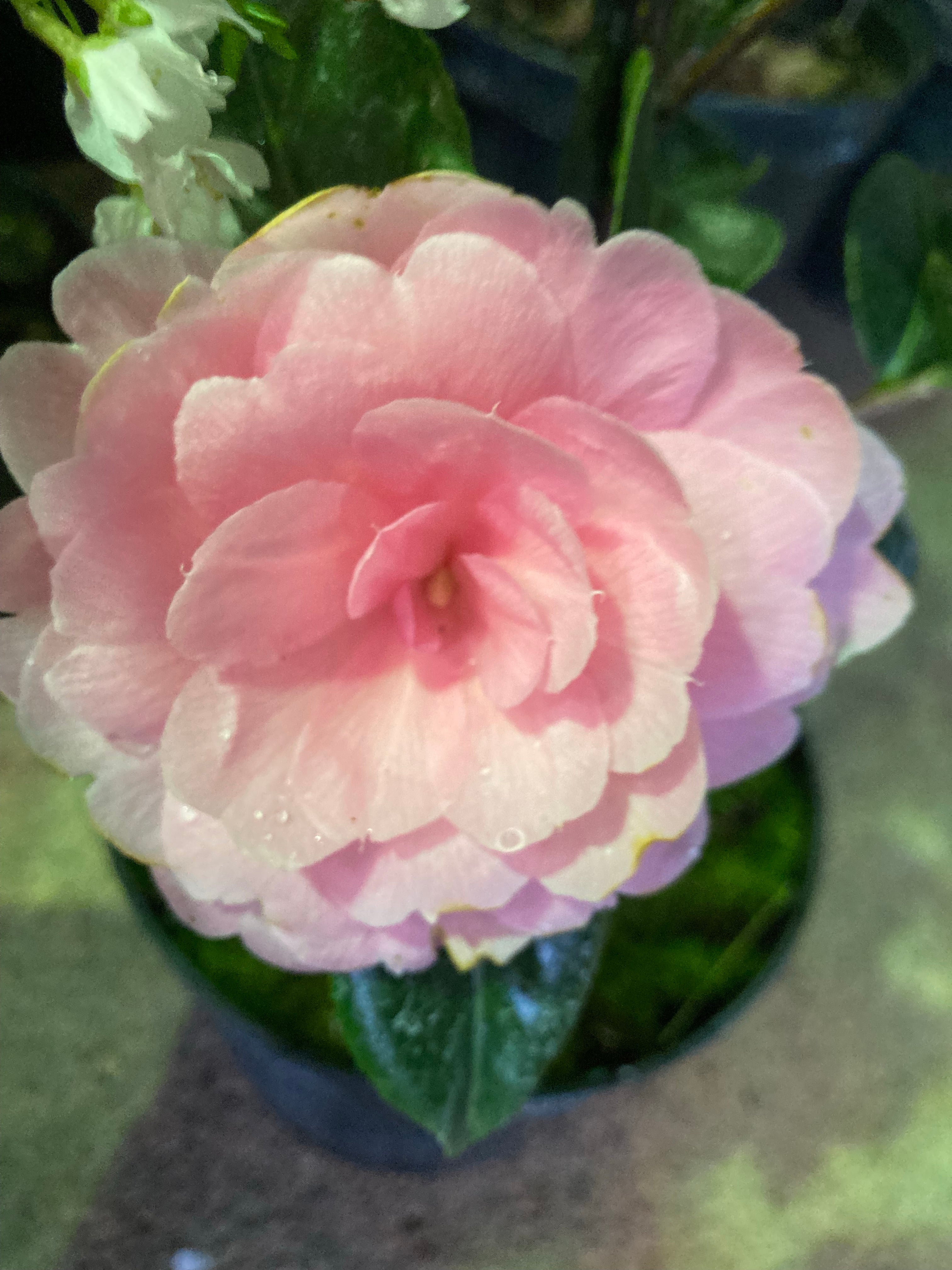 Pink Camellia Shrub (60 cm Height) Free UK Postage