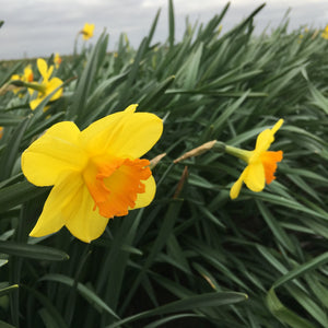 Daffodil Bulbs 'Fortune' (Free UK Postage)