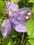 Clematis 'Mrs Cholmondeley’ 2 Litre Pot (Free UK Postage)