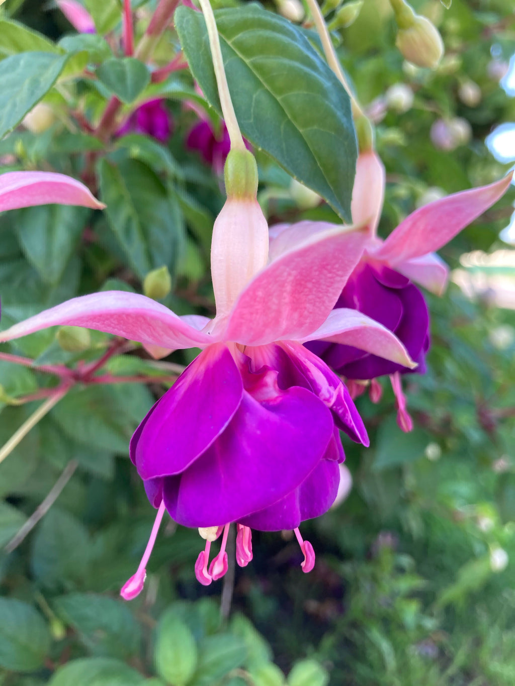 Pretty Purple and White Fuschia Plugs Variety 'Eva Boerg' (Young Transplants) Free UK Postage
