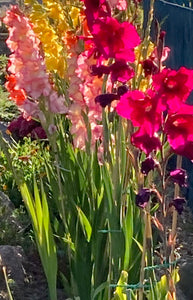 10 x Gladioli Corms Mixed Colours (Free UK Postage)