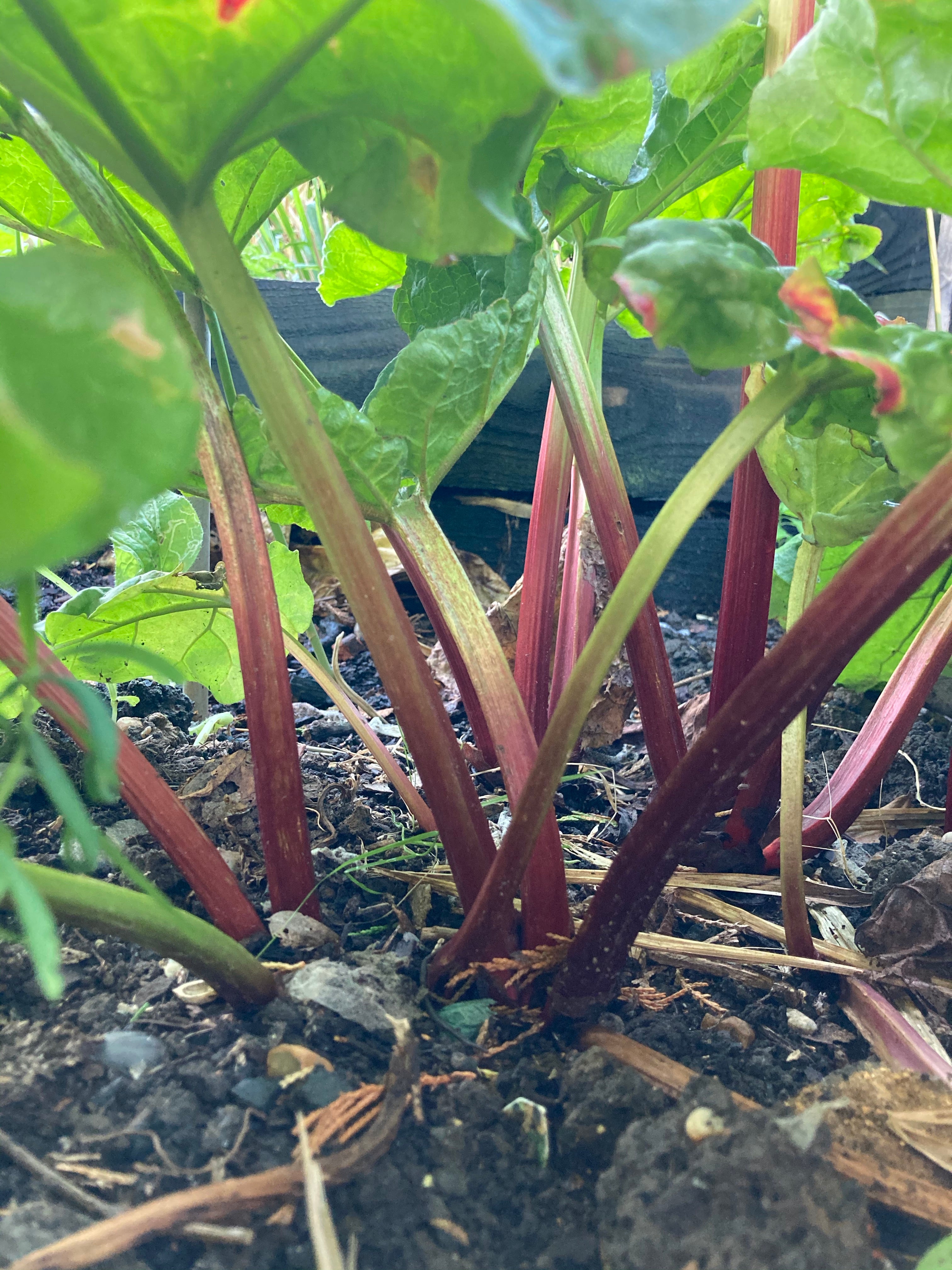 Rhubarb Plants For Your Allotment or Garden 'Goliath' 12 cm Dia Pots (Free UK Postage)