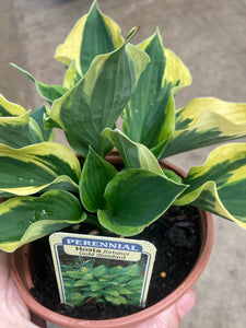 Hosta fortunei 'Gold Standard' (Established Plant in 12cm Dia Pot) Free UK Postage