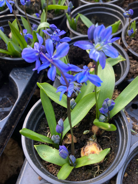 10 Scilla siberica or Siberian Squill (Bulbs) Free UK Postage