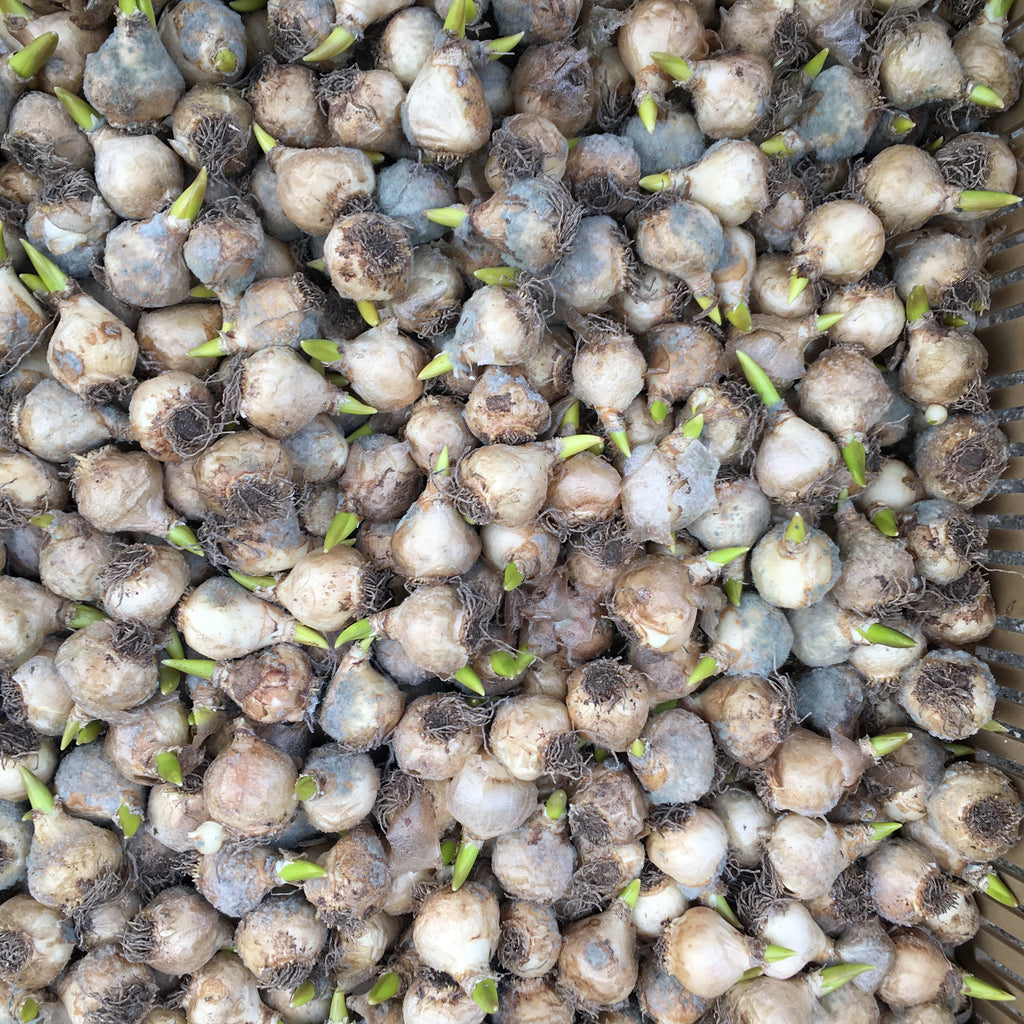 Muscari plumosum Bulbs (Grape Hyacinth) Free UK Postage