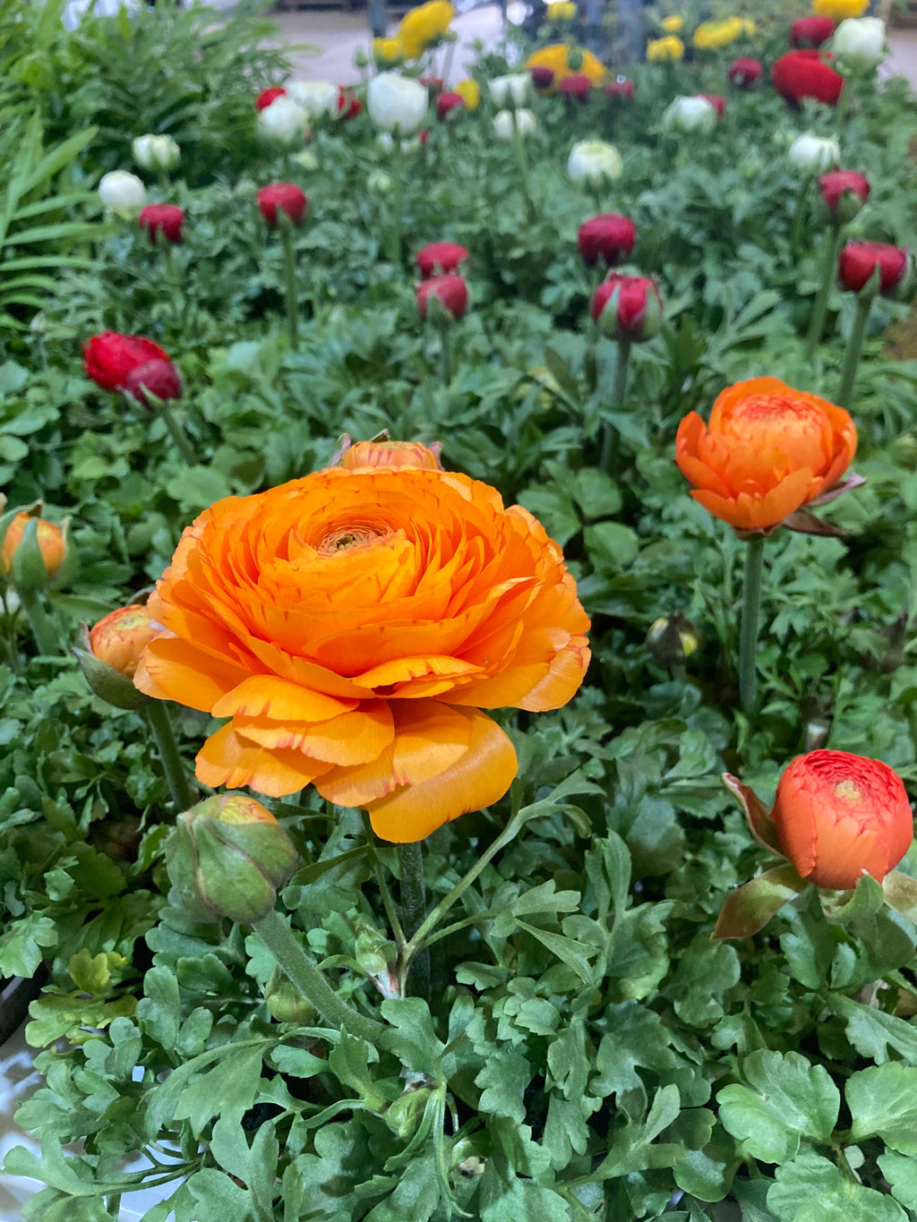 10 Ranunculus Corms - Orange - Free UK Postage
