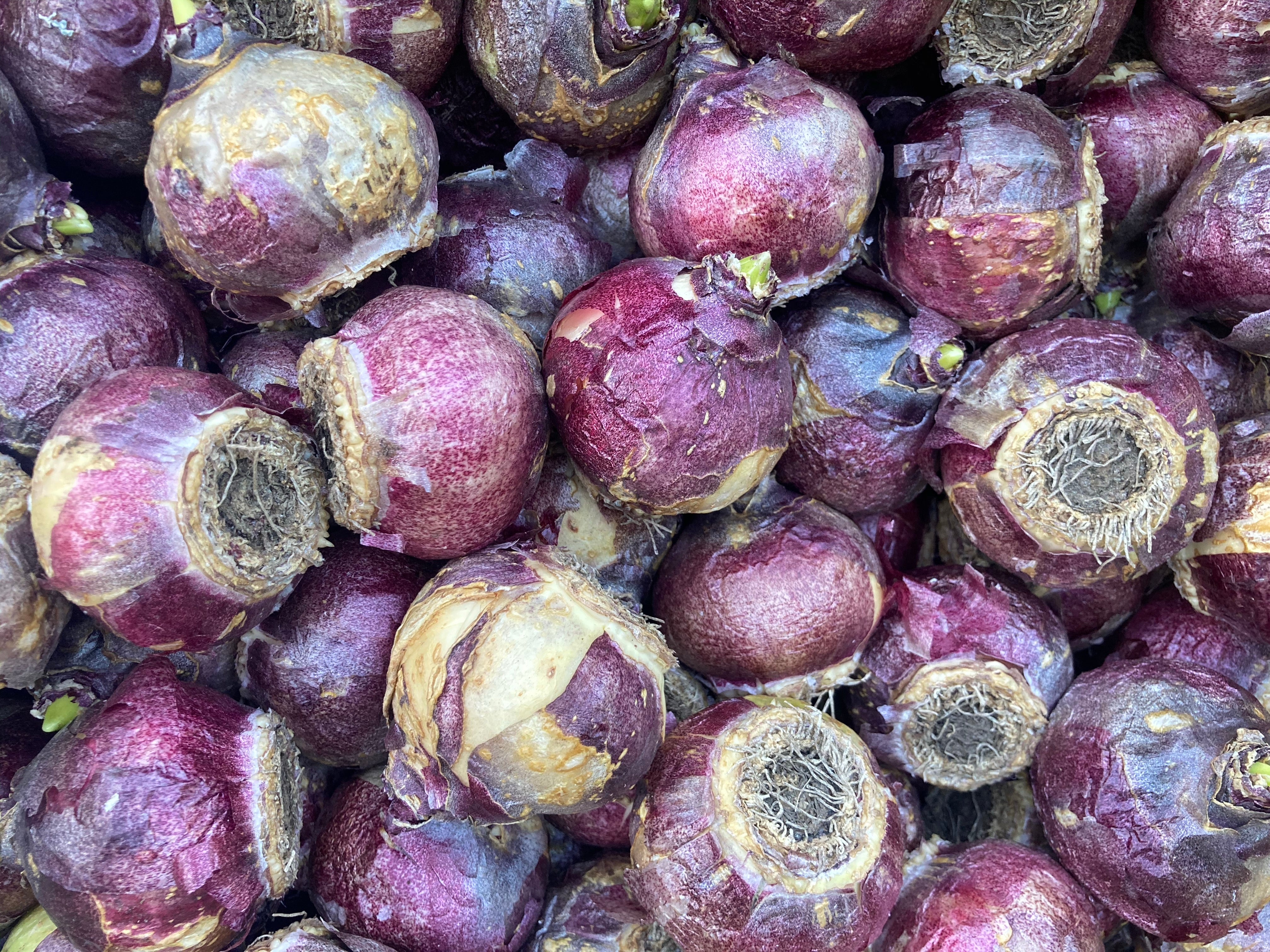 Five Pink Hyacinth Bulbs (Easy To Grow) Variety (Free UK Postage)