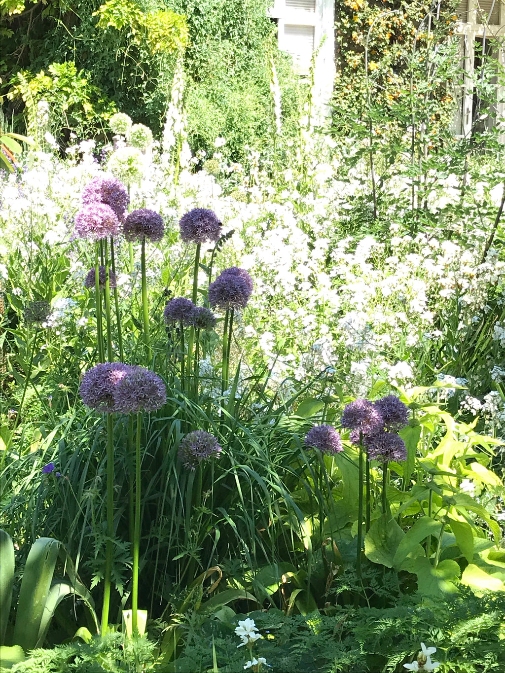 30 Allium Bulbs - Mixed Varieties - Plant Yourself (Free UK Postage)