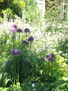 10 x Ornamental Allium Mix (Bulbs To Plant Yourself) Free UK Postage