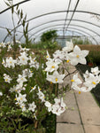 Solanum crispum alba Climbing Plant in a 2 litre pot (Potato Vine) Free UK Postage