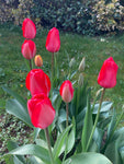 30 Pink Tulip Bulbs 'Van Eijk' (Free UK Postage)