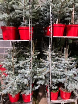 Conifer Tree 'Blue Spruce' (Containerised) 95cm Height Free UK Shipping