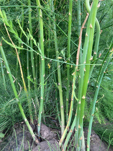 Asparagus Plants 'Pacific Purple' 9cm Dia Pots (Free UK Postage)