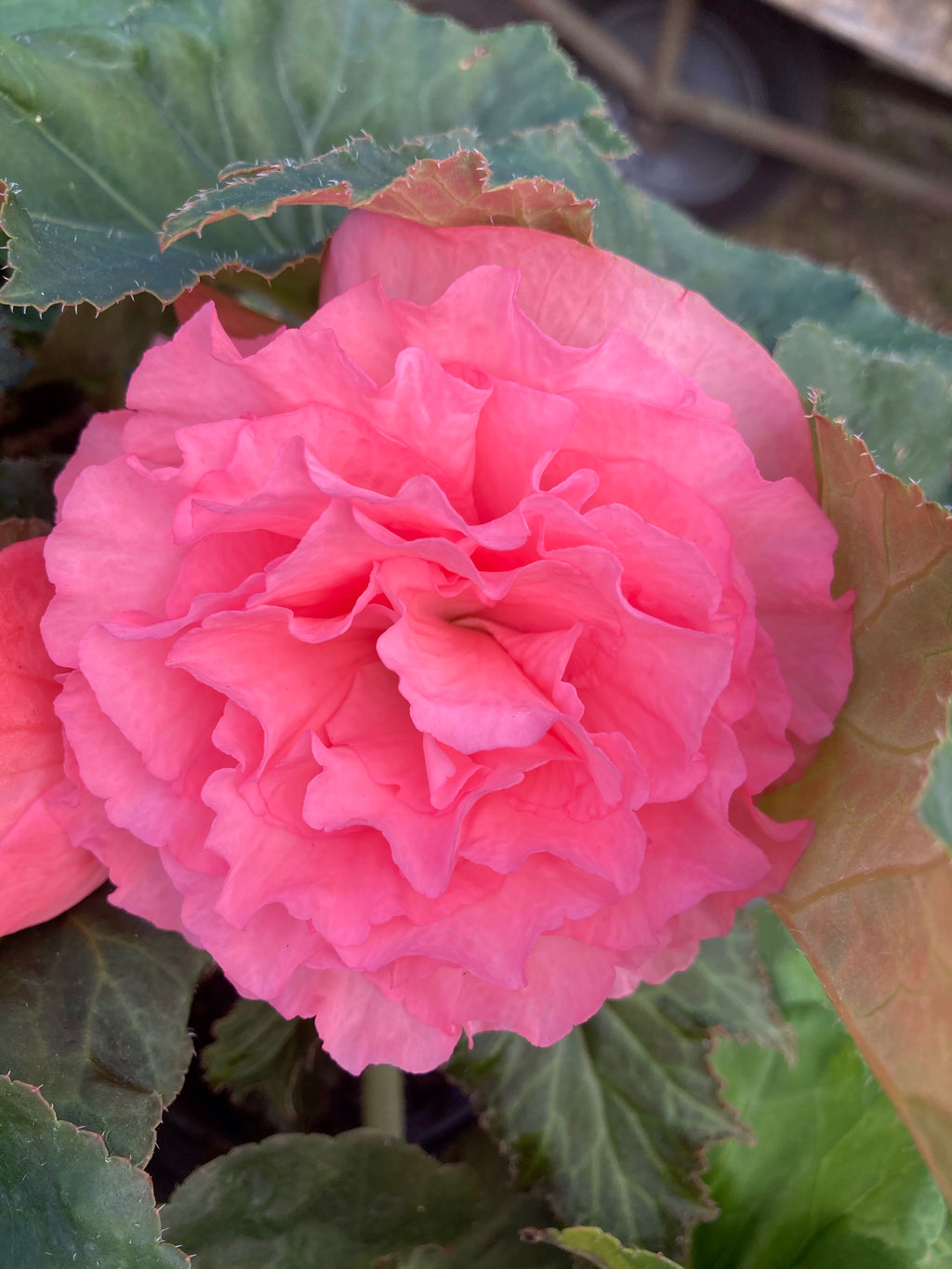 Six Pink Begonia grandiflora (Tubers for You To Plant Yourself) Free UK Postage