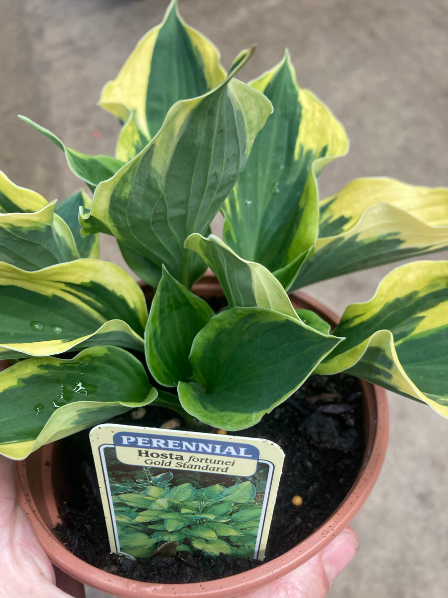 Hosta fortunei 'Gold Standard' (Budding Section of Bare-Root) Free UK