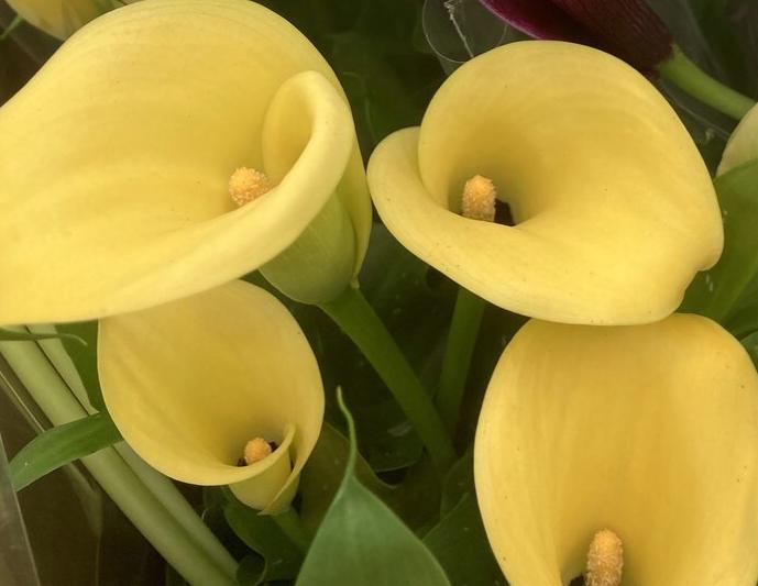 Yellow Calla Lily Corms (Zantedeschia) Free UK Postage