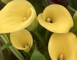 Vibrant Yellow Calla Lilles (Zantedeschia) Free UK Postage