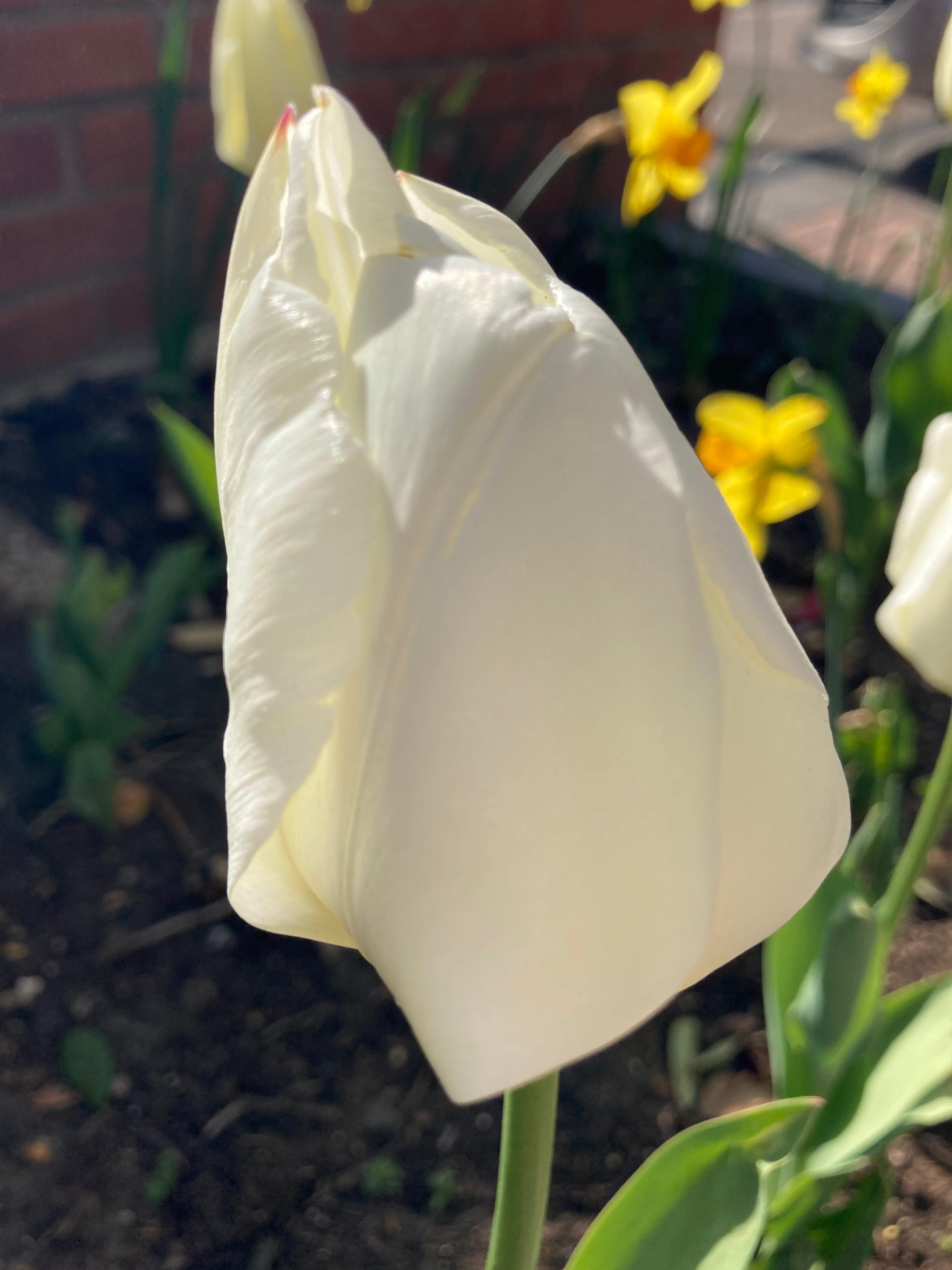 Pale-Yellow Tulip Bulbs 'Yellow Purissima' (Free UK Postage)