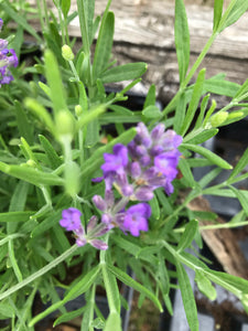 Lavandula angustifolia 'Hidcote' or English Lavender (12 cm Dia Pots) Free UK Postage