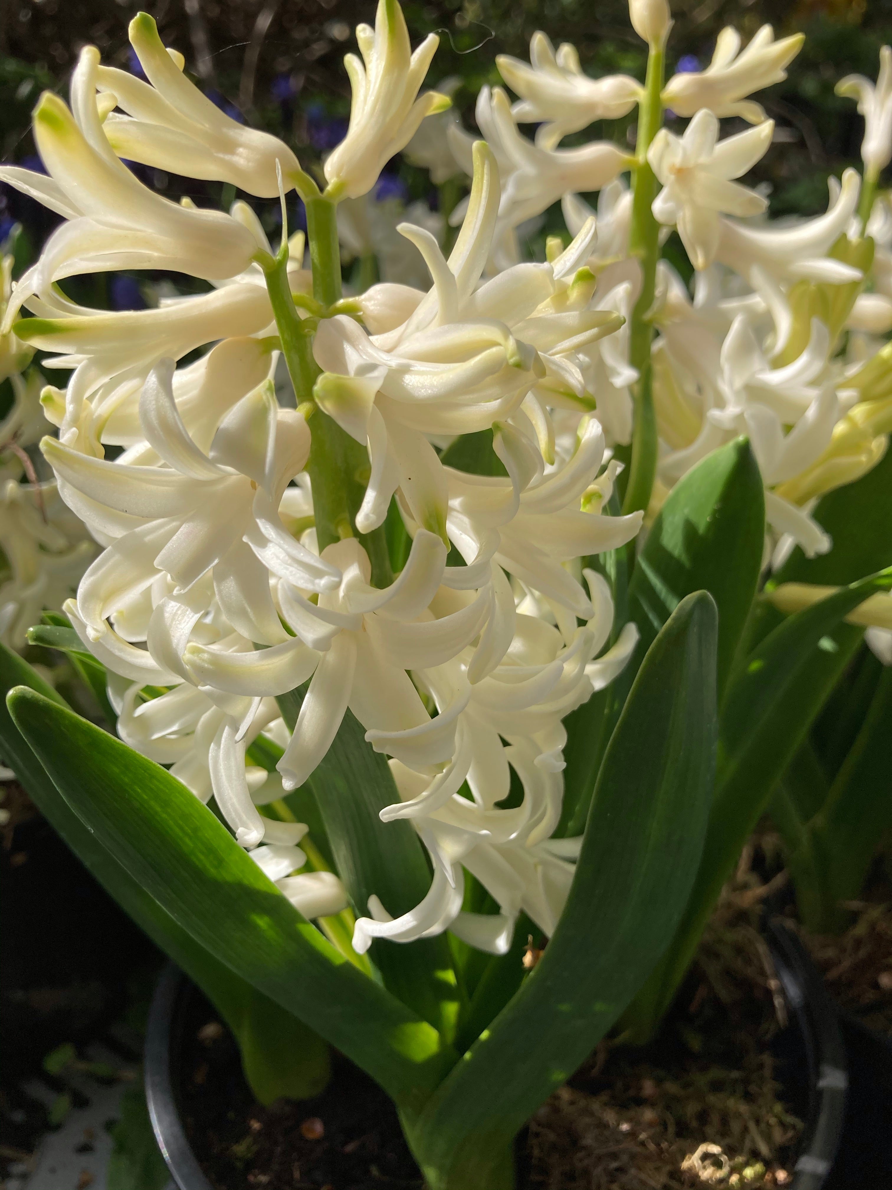 Five White Hyacinth Bulbs (Easy To Grow) Free UK Postage