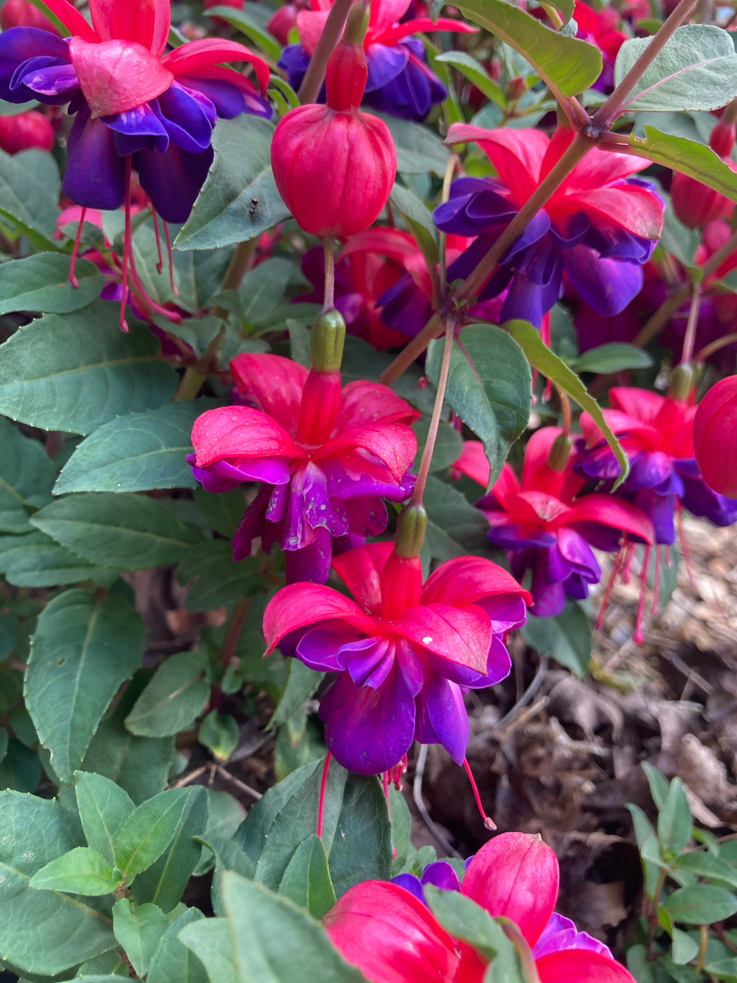 Hardy Fuchsia 'Dollar Princess' (5cm Transplants) Free UK Postage