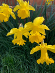 Daffodil 'King Alfred' Variety (Bulbs To Plant Yourself) Free UK Postage