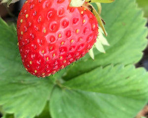 Five Strawberry plants (Young Transplants) Free UK Postage
