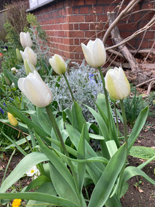 20 x Tulip White Tulip Bulbs (Free UK Postage)