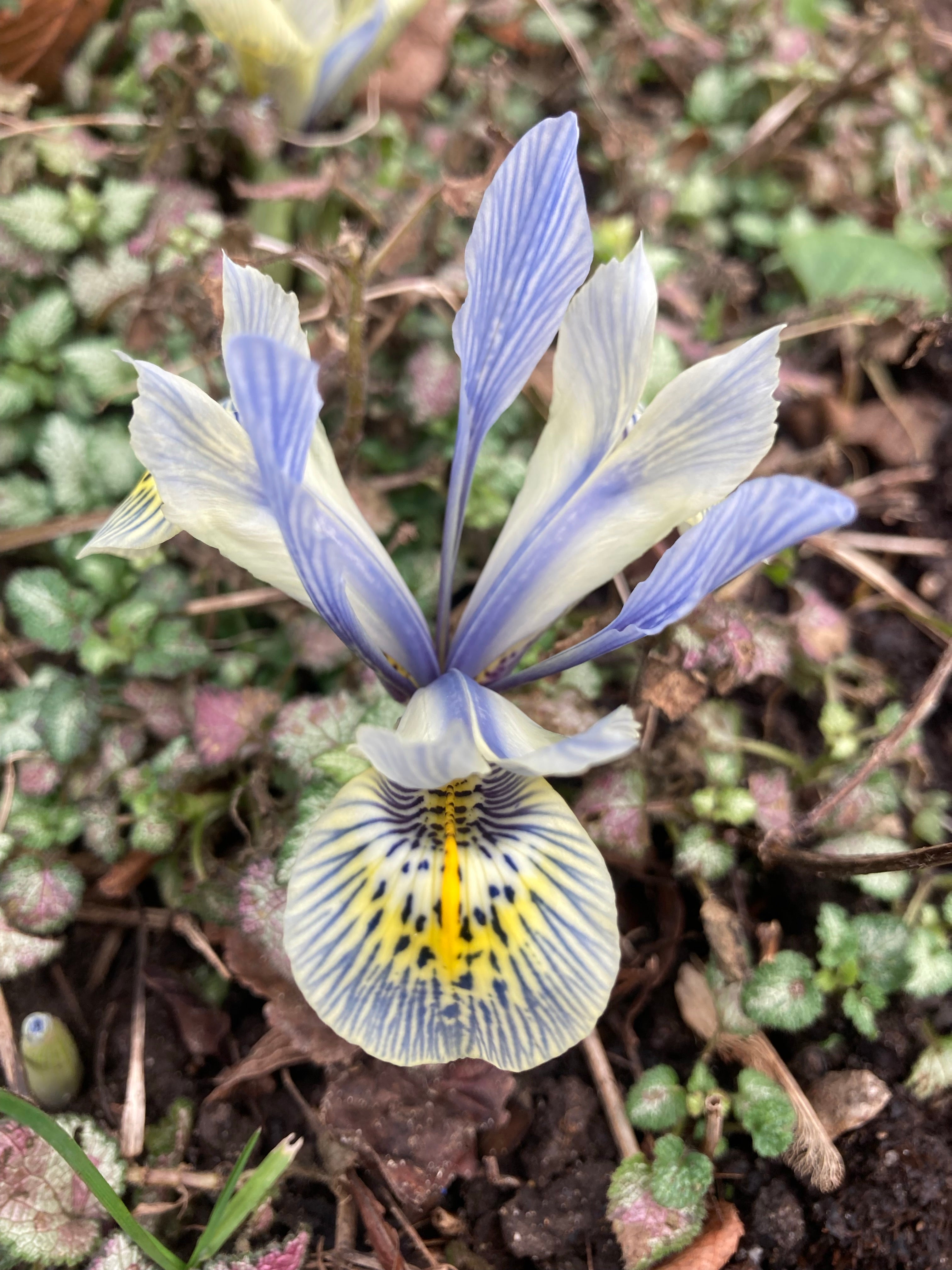 Dwarf Iris 'Katharine Hodgkin' Bulbs (Iris reticulata) Free Postage UK