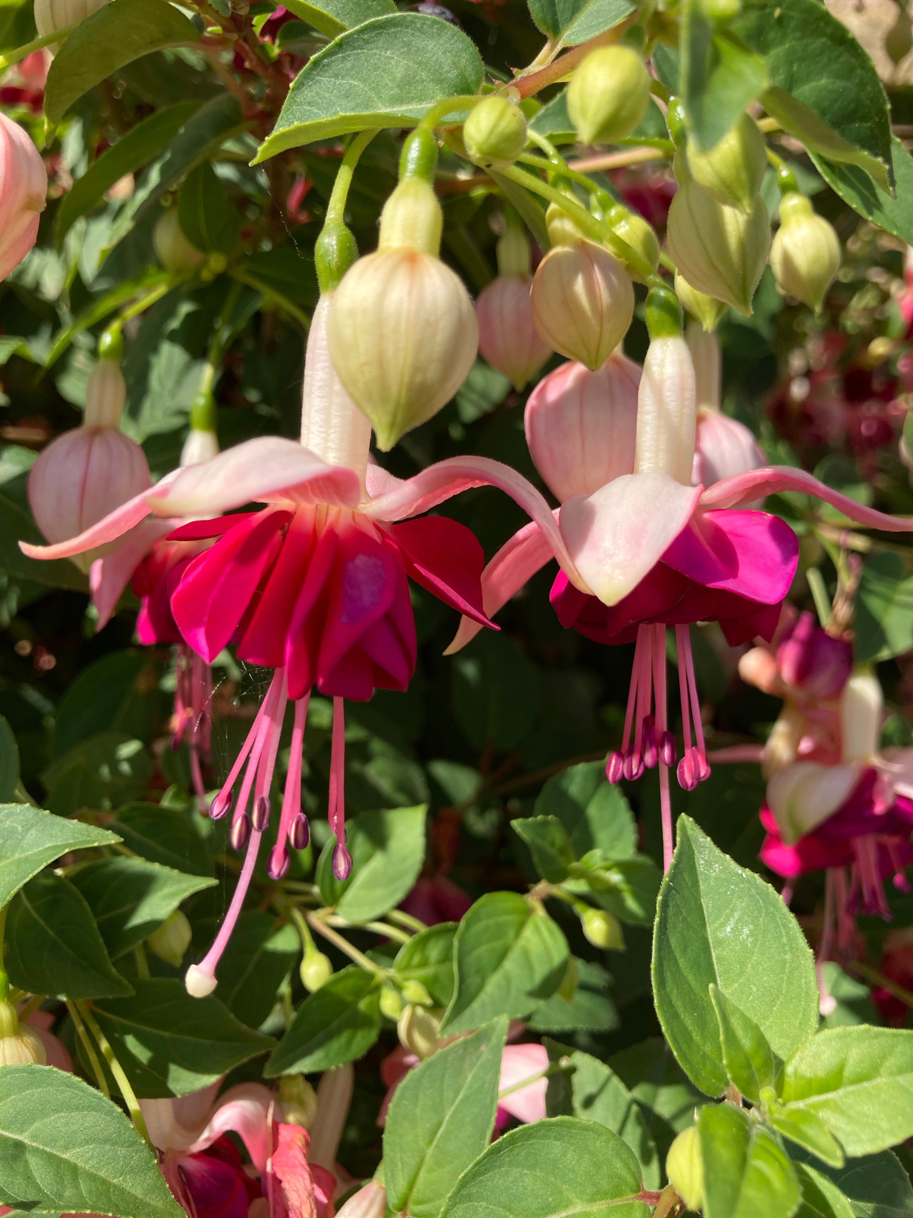 Pretty Pink Fuschia Plugs Variety 'Lady Thumb' (Young Transplants) Free UK Postage