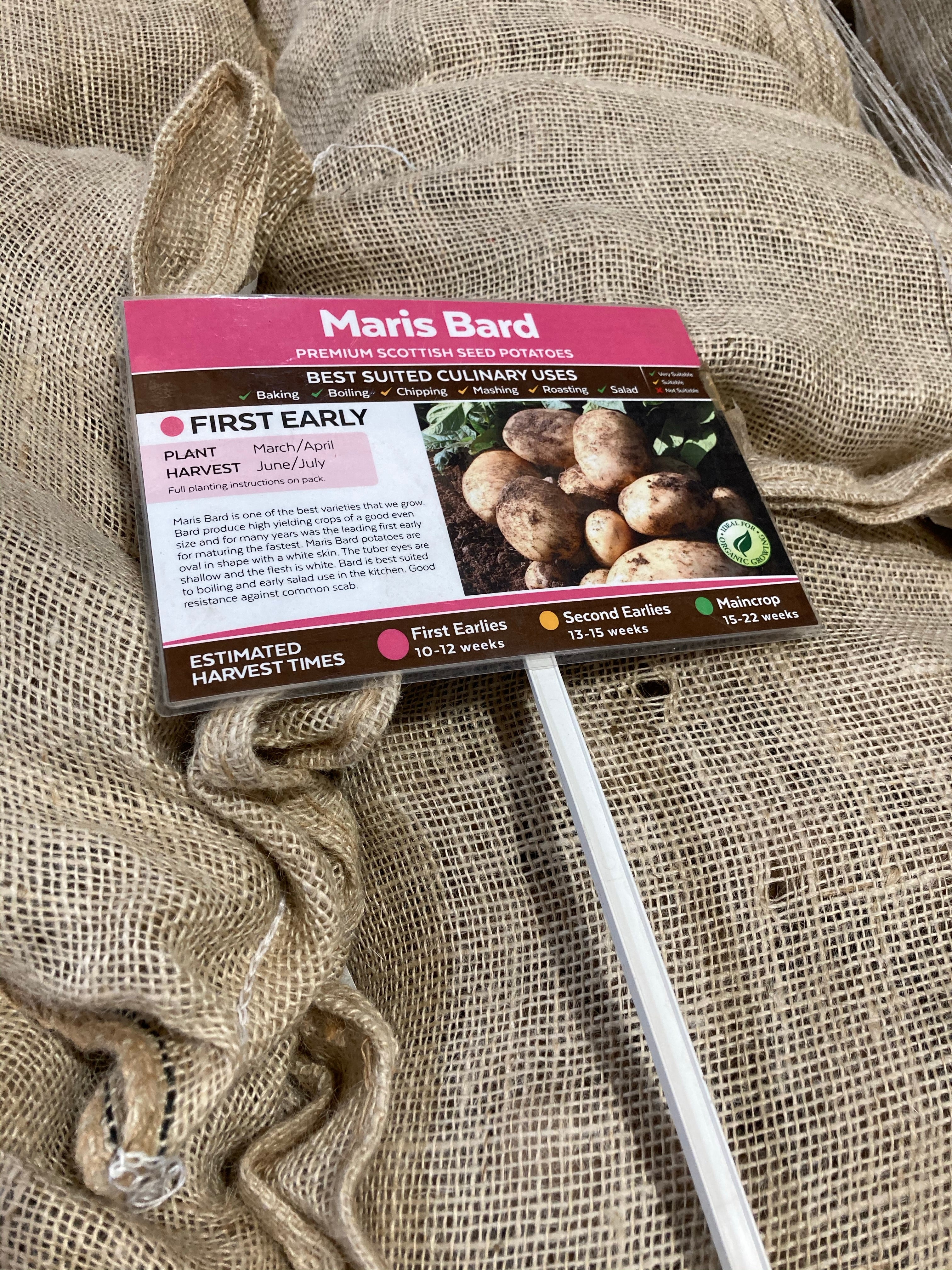 Seed Potatoes for Planting 'Maris Bard' First Early Variety (Free UK Postage)