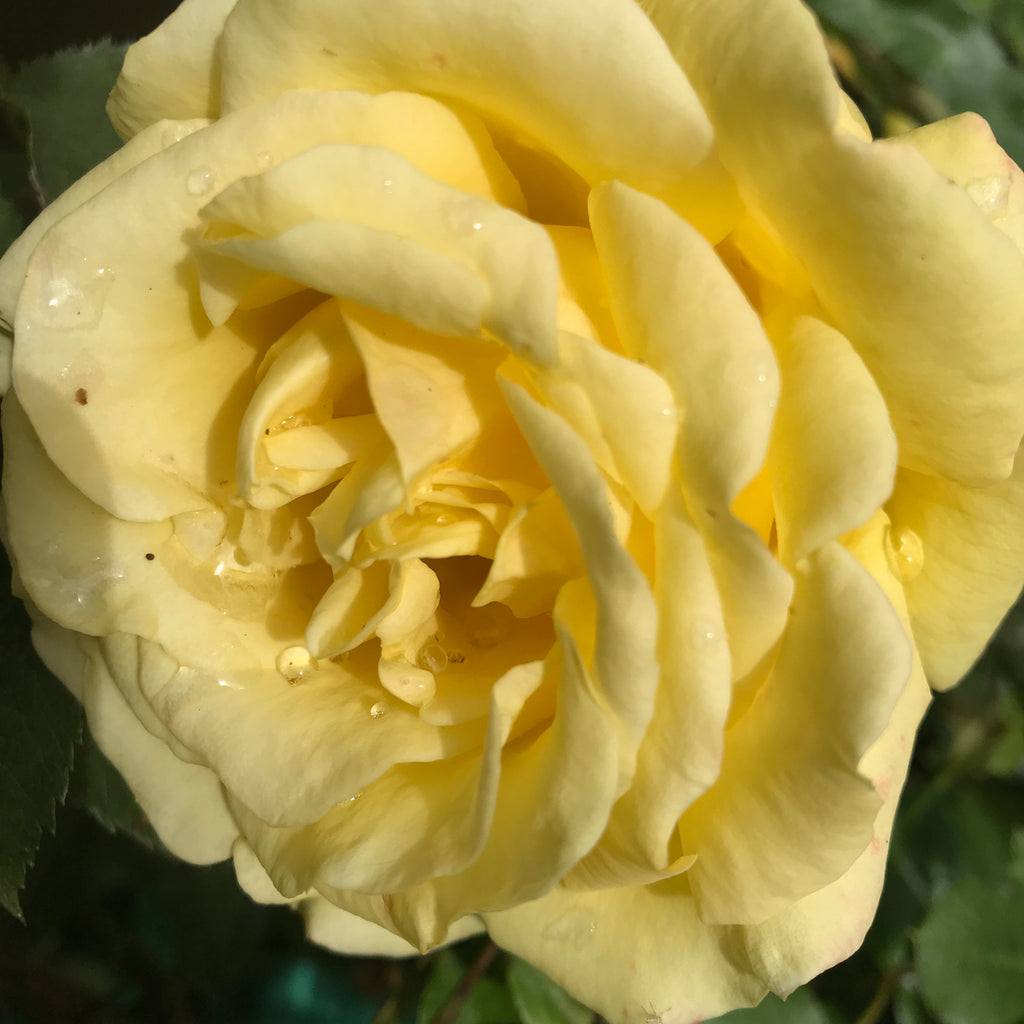 'Arthur Bell' Climbing Rose (Containerised 2 Litre Pot) (Free UK Postage)