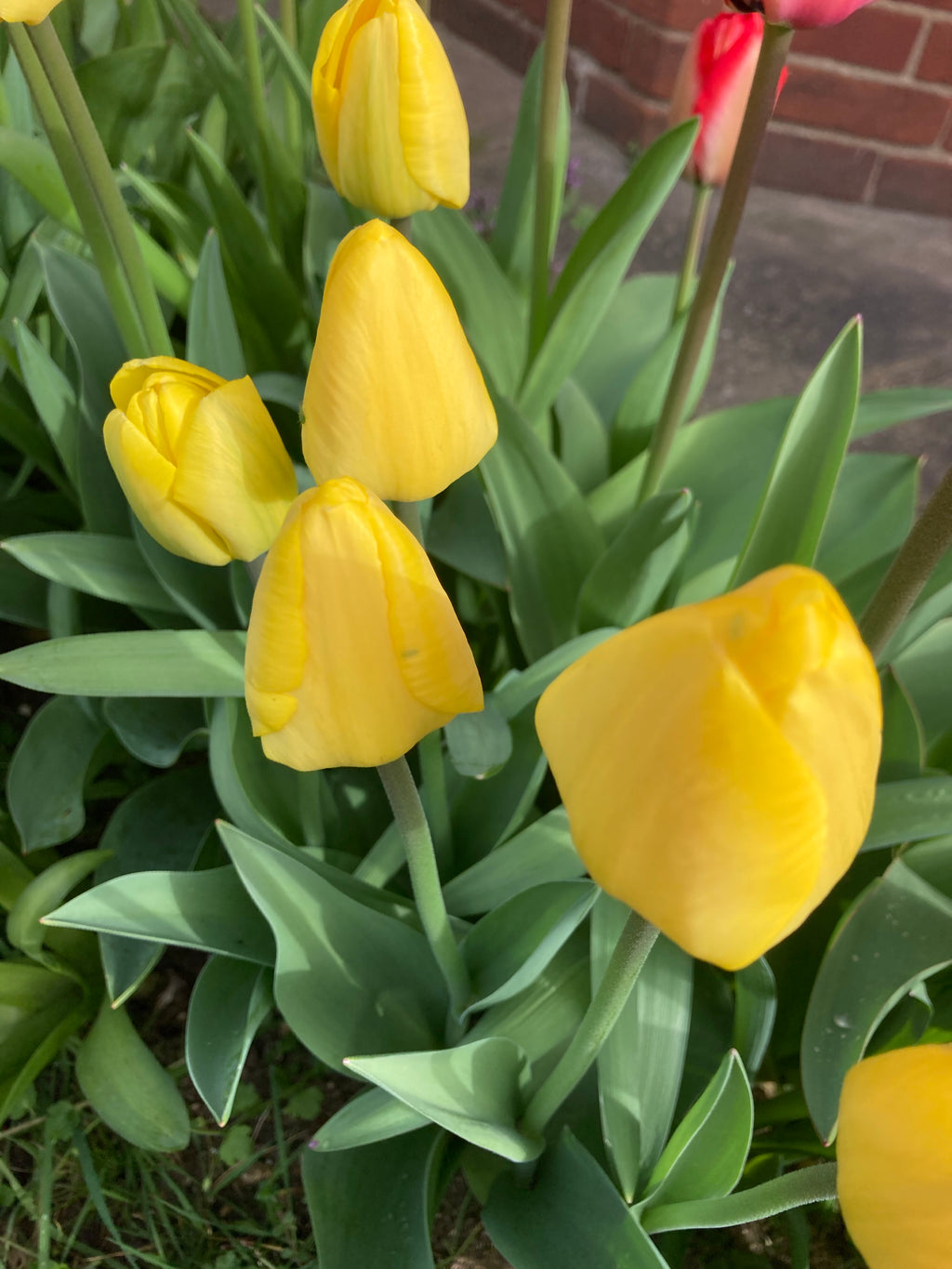10 Tulip Bulbs 'Golden Parade' (Free UK Postage)