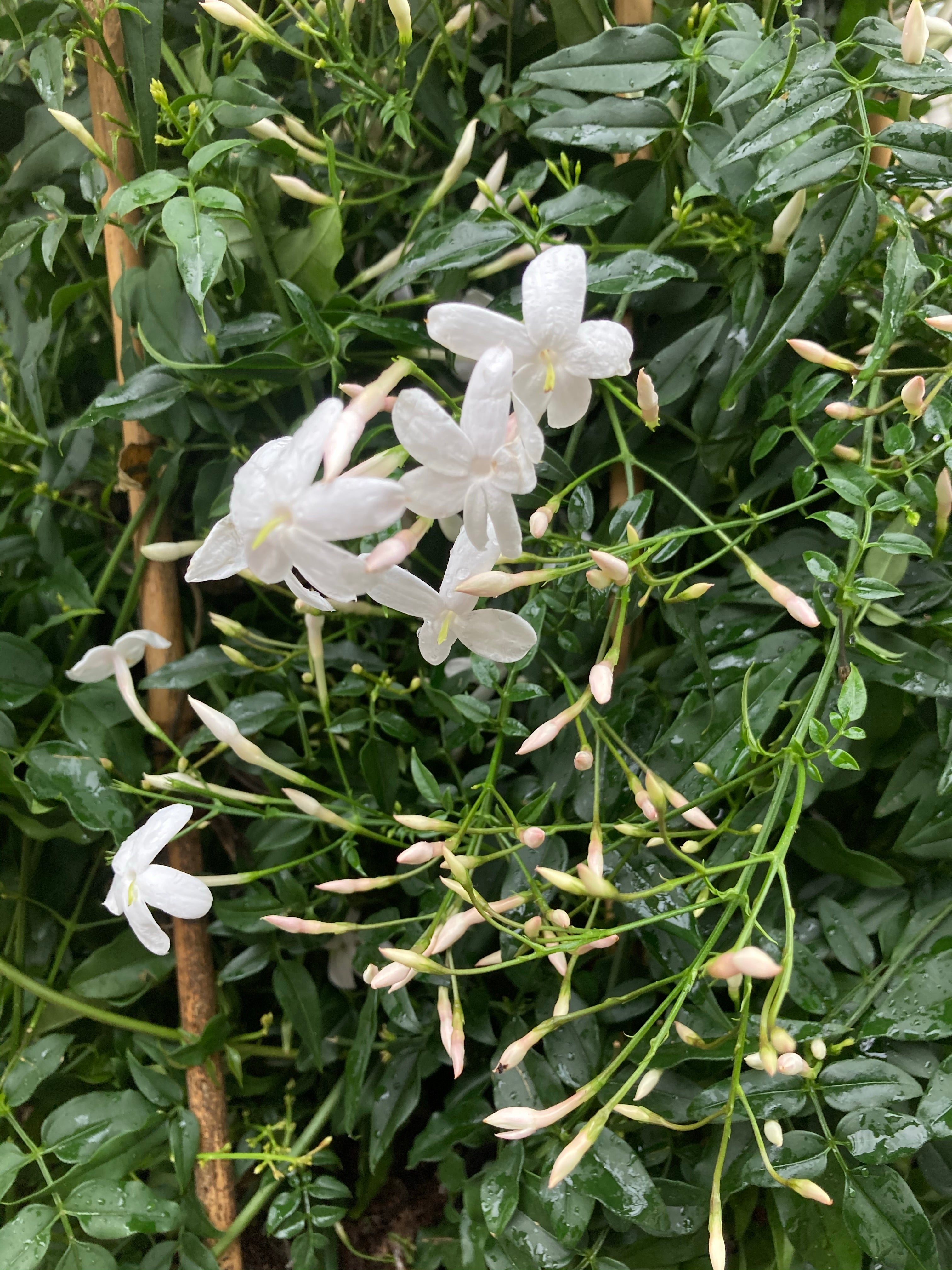 Fragrant White Climbing Jasmine (Plant in a 10 cm Dia Pot) Free UK Postage