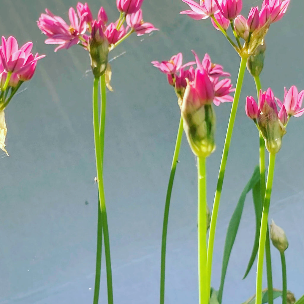 Ornamental Allium oreophilum 'Ostrowkianum' Bulbs (Pink Lily Leek) Free UK Postage