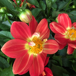 Five Mixed Dahlias Anemone-Flowered Type (Tubers to Plant Yourself) Free UK Postage