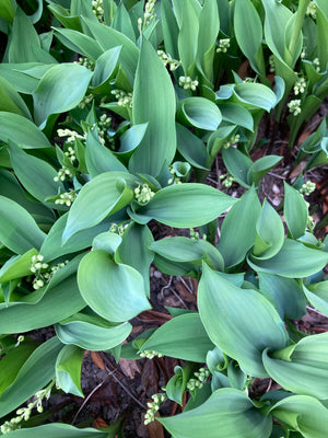 Lily of the Valley Plants (Convallaria majalis) Established in 12cm Dia Pots (Free UK Postage)